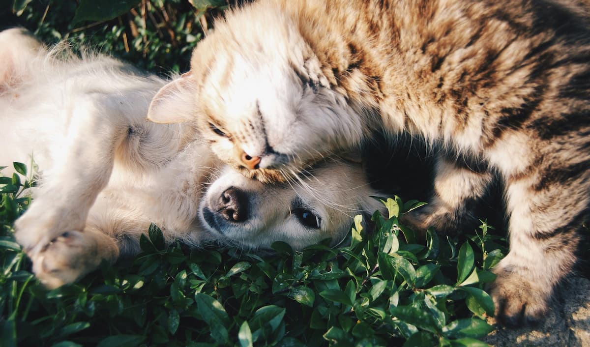 Dog and cat cuddling on the grass